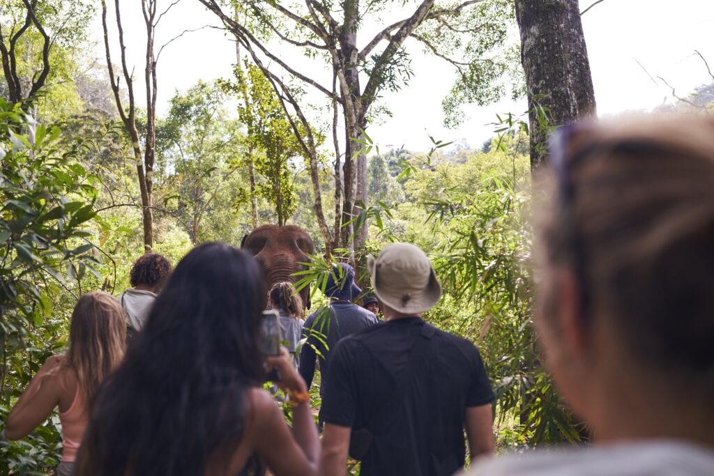 eine Gruppe Touristen blicken auf den riesigen Indischen Elefanten Sophie des Mondulkiri Projects in Senmonorom