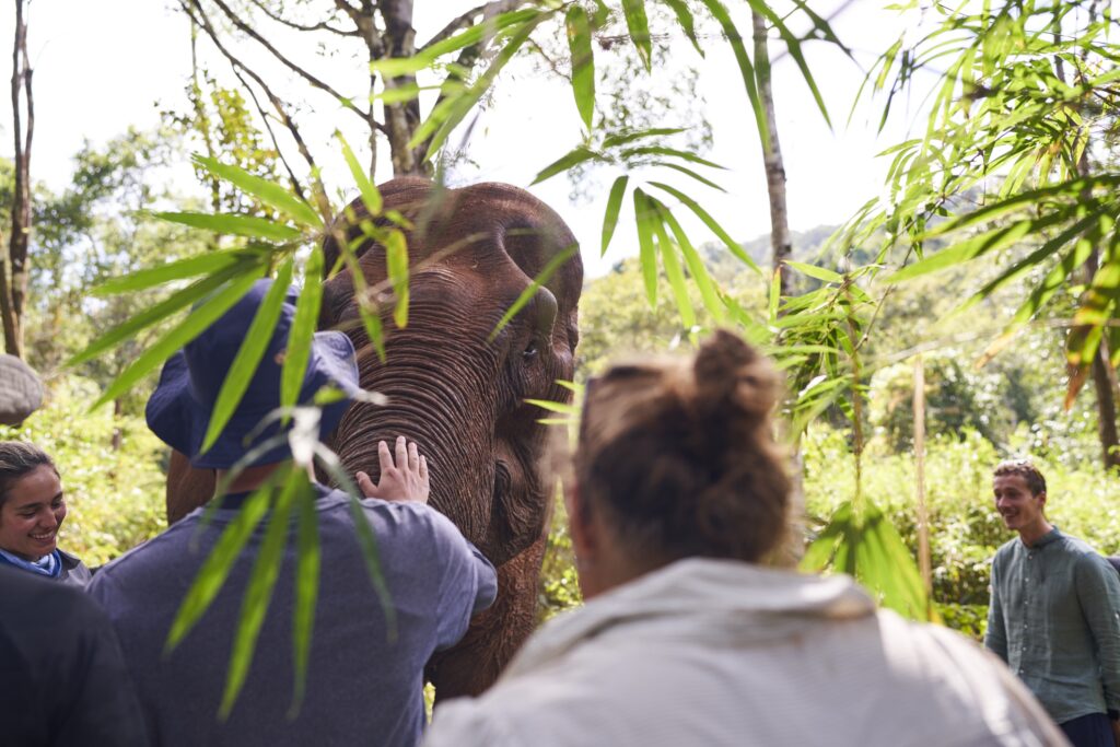 ein Blick über die Köpfe der Touristen, die den Elefant mit Bananen füttern