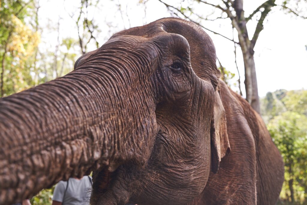 Die Elefantendame Sophie des Mondulkiri Projects in Senmonorom greift mit ihrem Rüssel nach einer Banane.