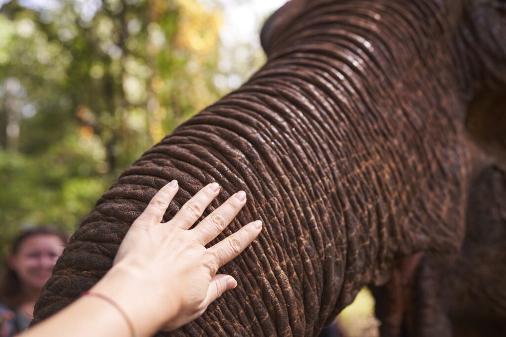 eine Hand streichelt die Elefantendame Sophie des Mondulkiri Projects in Senmonorom