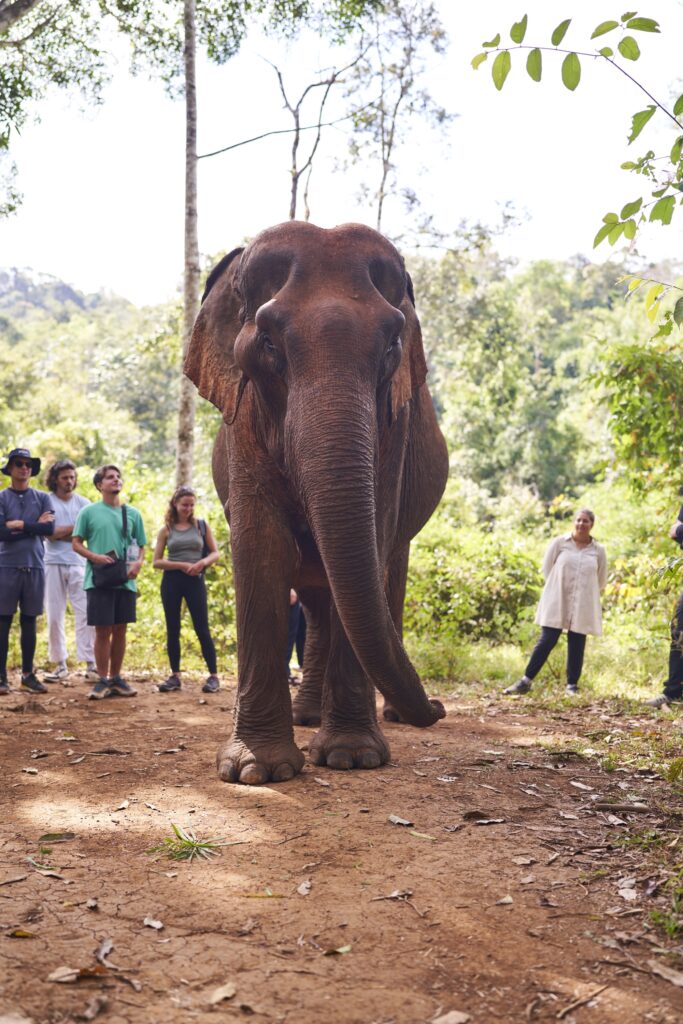 Die Elefantendame Sophie des Mondulkiri Projects in Senmonorom