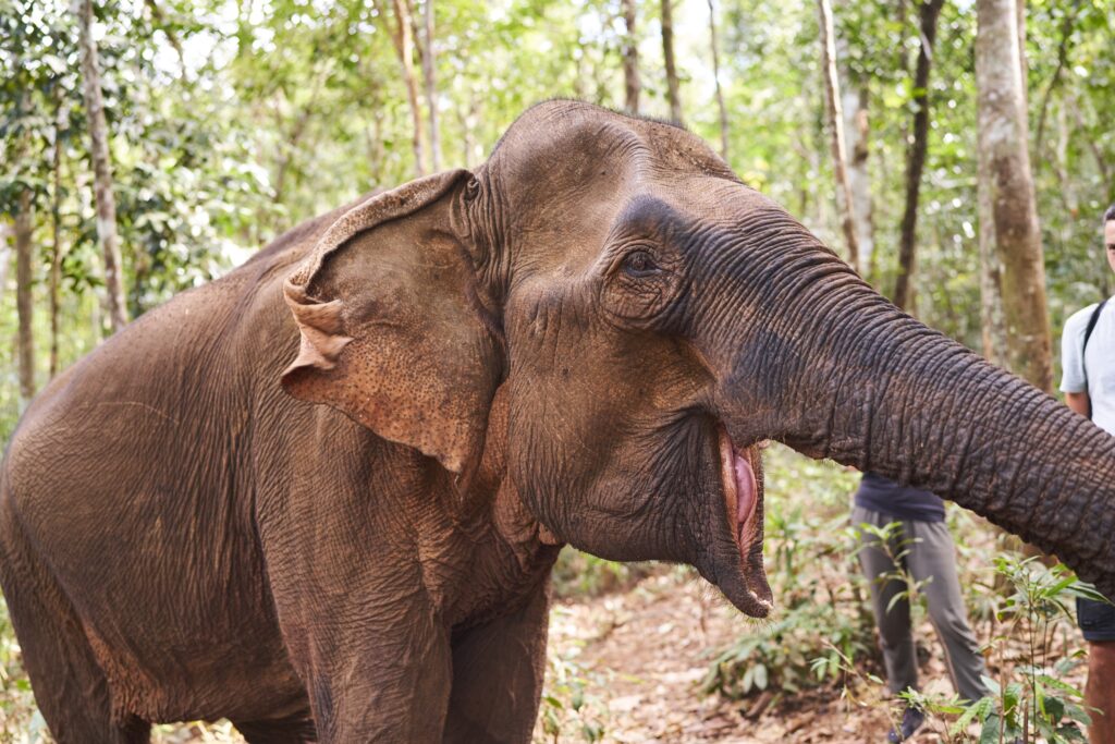 Die Elefantendame Happy des Mondulkiri Projects in Senmonorom reißt ihr Maul auf, damit ihr jemand eine Banane hineinlegt 