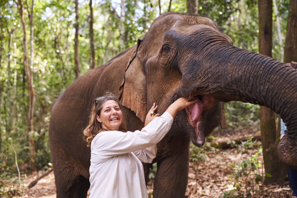 Die Elefantendame Happy des Mondulkiri Projects in Senmonorom lässt sich mit Bananen füttern