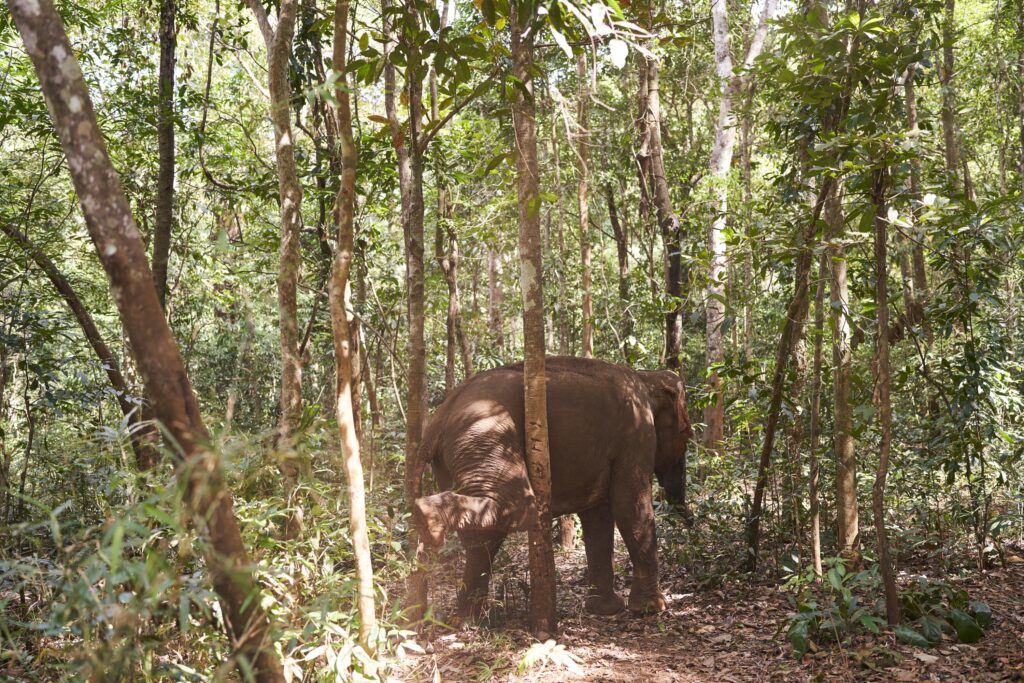 Die Elefantendame Happy des Mondulkiri Projects in Senmonorom reibt ihr Knie an einem Baum im Wald