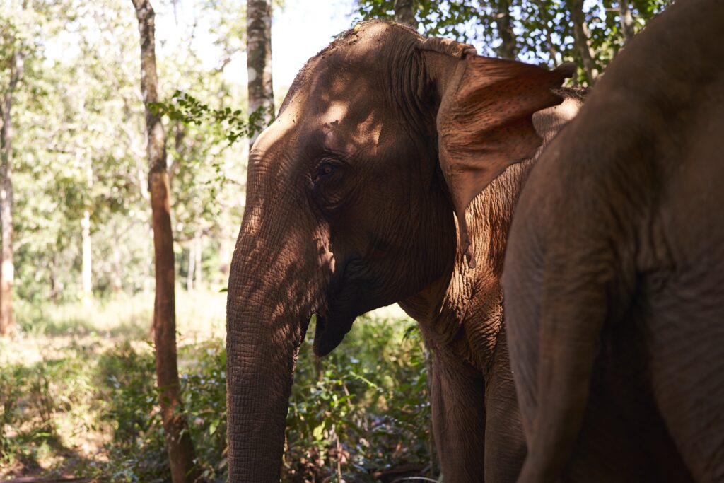 Princess und Comvine sind zwei Elefantendamen des Mondulkiri Projects in Senmonorom 