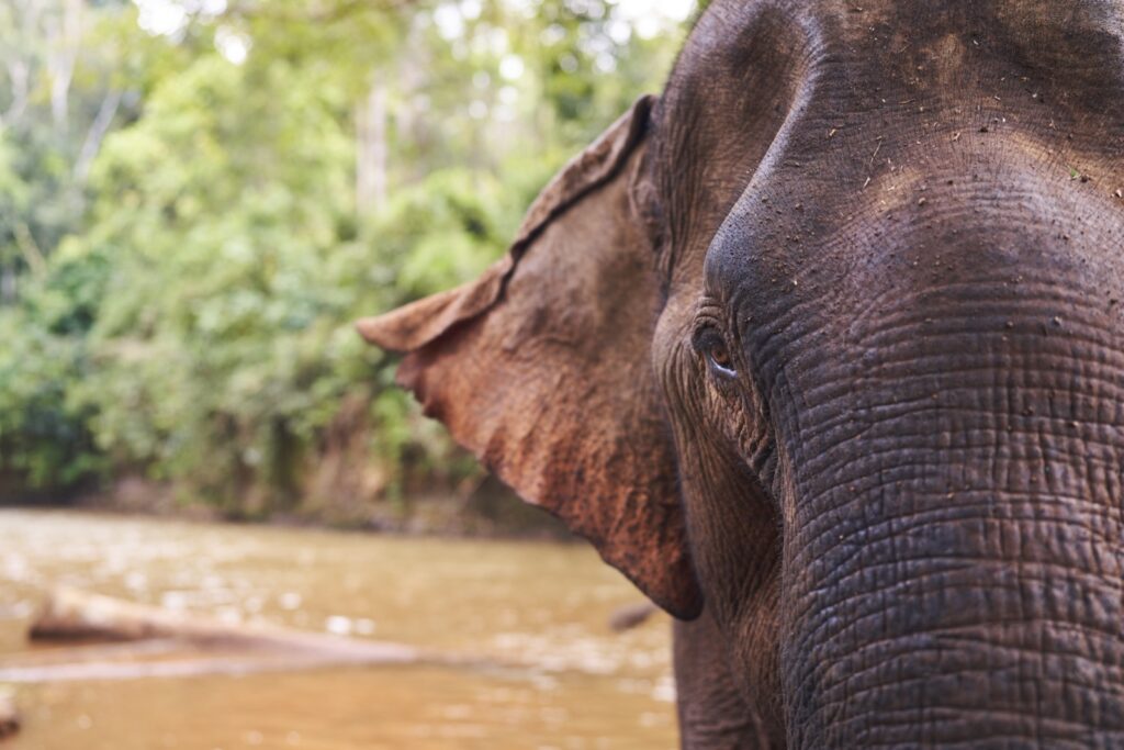 Nahaufnahme von Sophie oder Happy einem Elefanten des Mondulkiri Projects in Senmonorom