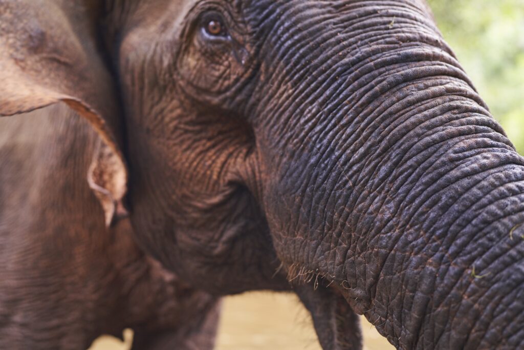 Elefant wedelt mit den Ohren für Abkühlung