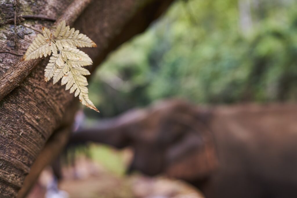 ein schönes Blatt an einem Baum, im Hintergrund unscharf die Elefantendame Happy 