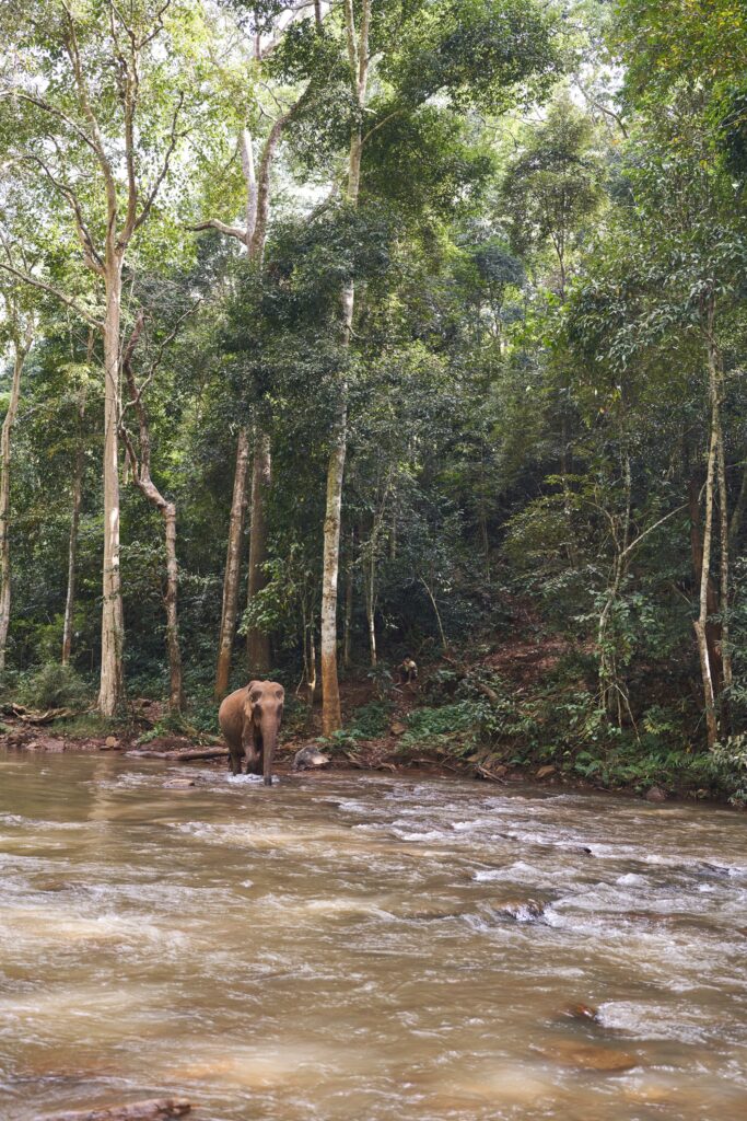 Elefant Sophie kommt an einer anderen Stelle vom Fluss auf uns zu.