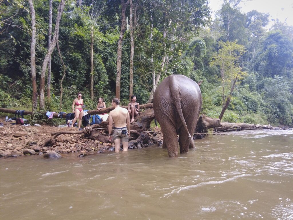 Die Touristen trocknen sich ab nachdem sie mit den beiden Elefanten schwimmen waren, ein Elefant geht ebenfalls raus aus dem Wasser