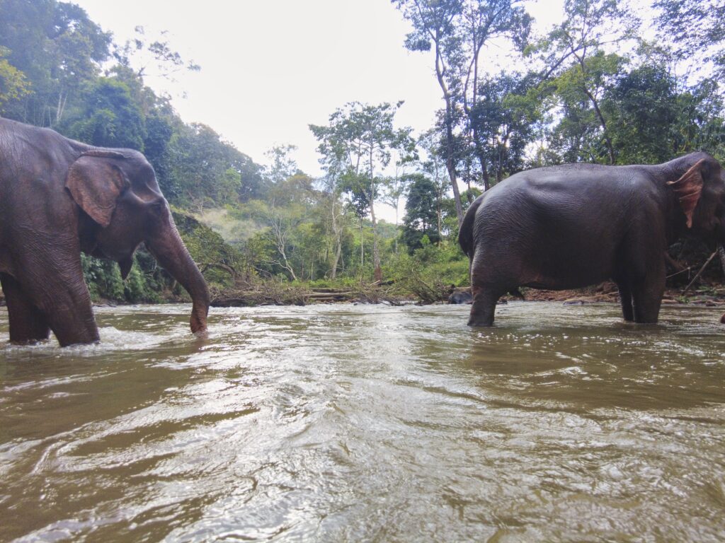 Die Elefanten Princess und Comvine gehen durch den Fluss