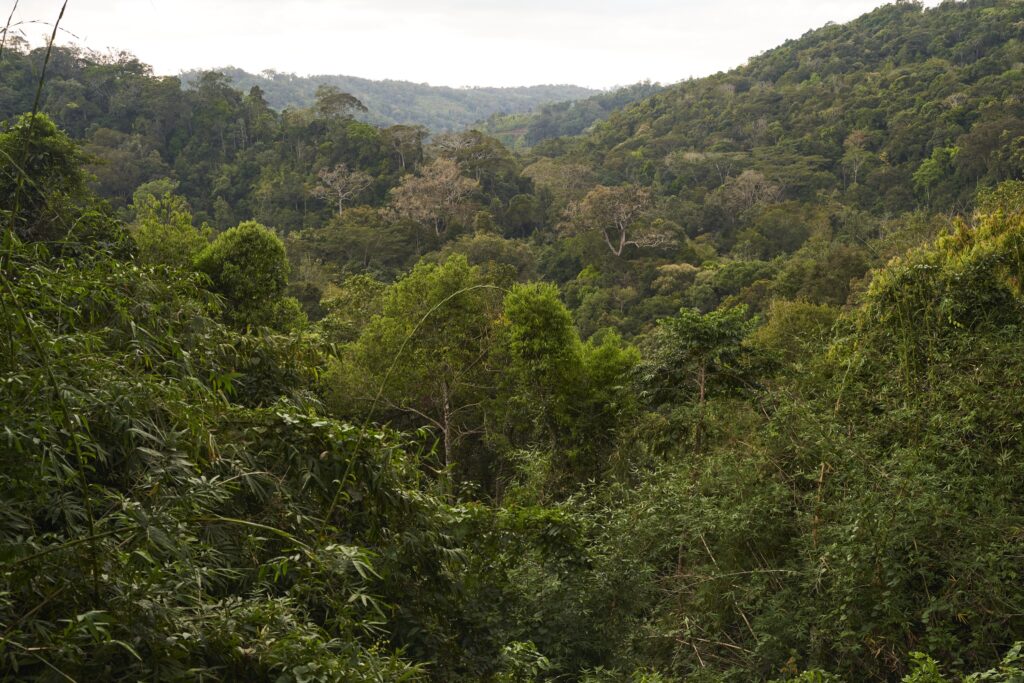 Blick von einer Aussichtsplattform in der Unterkunft des Mondulkiri Projects in Senmonorom auf den Urwald und sein dichtes Blätterdach