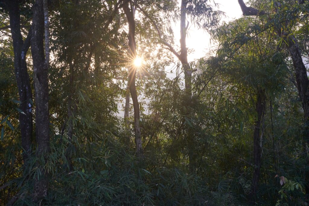 Die Sonne scheint durch die Blätter in der Unterkunft des Mondulkiri Projects in Senmonorom