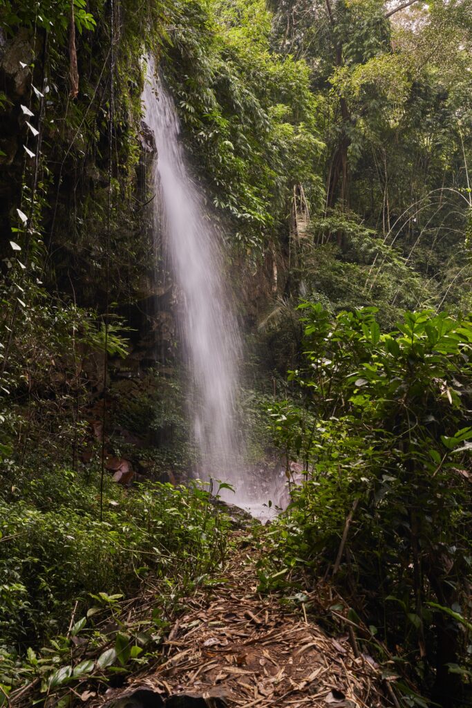 ein Wasserfall im Bambuswald mit dichtem Blätterwerk