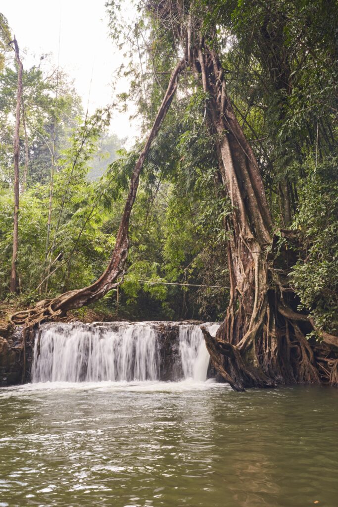 ein Wasserfall umringt von beeindruckend schönen Bäumen im Urwald in Kambodscha