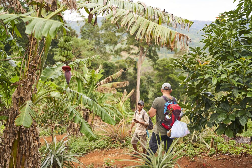 unser Wanderweg führt an einer Bananenplantage vorbei