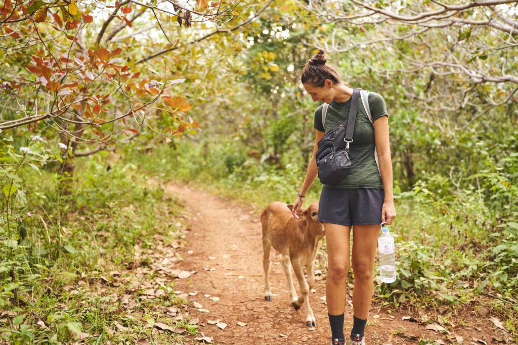 ein kleines Kalb folgt einer Frau, die es streichelt