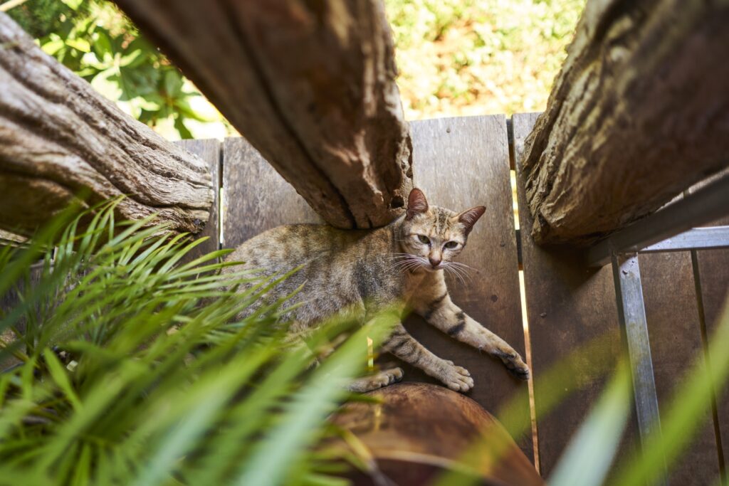 eine schöne getigerte Katze liegt auf dem Holzboden zwischen Holzstämmen, über ihr Palmenblätter, sie blickt direkt in die Kamera