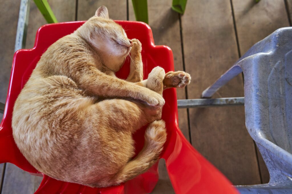 eine orange Katze hat sich auf einem roten Plastikstuhl eingerollt