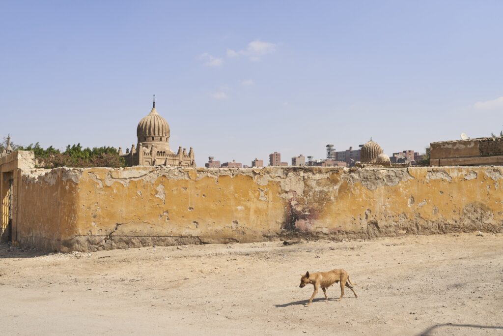 ein Hund geht die verlassene Straße entlang in der Stadt der Toten in Kairo