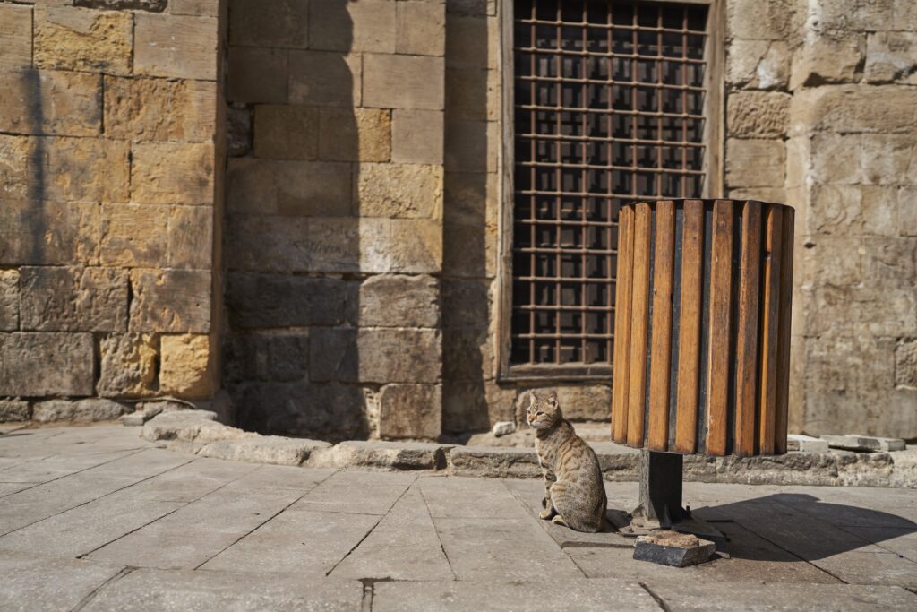 eine grau braun getigerte Katze sitzt gut getarnt vor einem hölzernen Mülleimer in Kairo