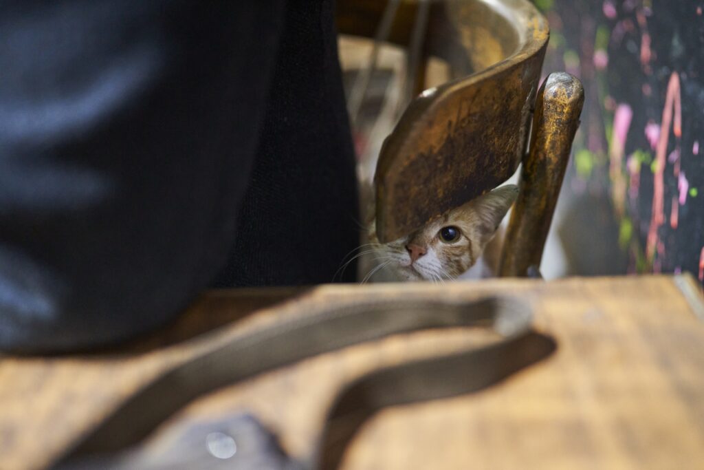 eine süße Katze hat sich hinter Robert auf den Stuhl geschlichen um zu betteln