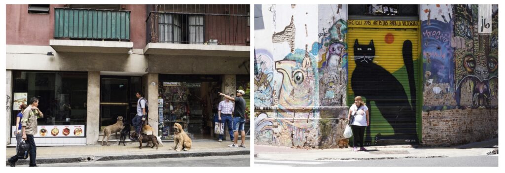 Szenen in Buenos Aires mit einem Hundesitter und seinen Hunden und einer korpulenten Frau vor dem Garagentour mit einer Katze