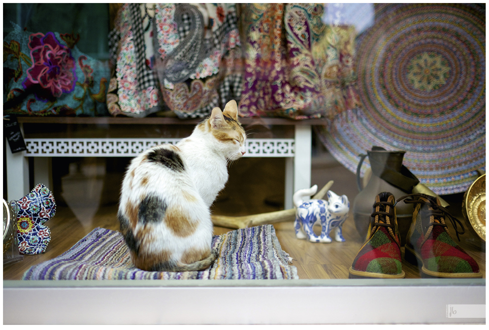 eine Katze sitzt gemütlich im Schaufenster eines Kleidungsgeschäfts