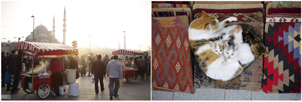 Sonnenuntergang auf einem Markt in Istanbul und eine Katze liegt mit ihren Jungen auf einem Stapel Teppiche, die zum Verkauf stehen. Die Kätzchen blicken in die Kamera.