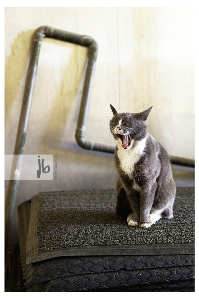 graue Katze sitzt auf einem Stapel grauer Teppiche vor einer grauen Wand mit grauer, schräger Rohrleitung und gähnt herzhaft 