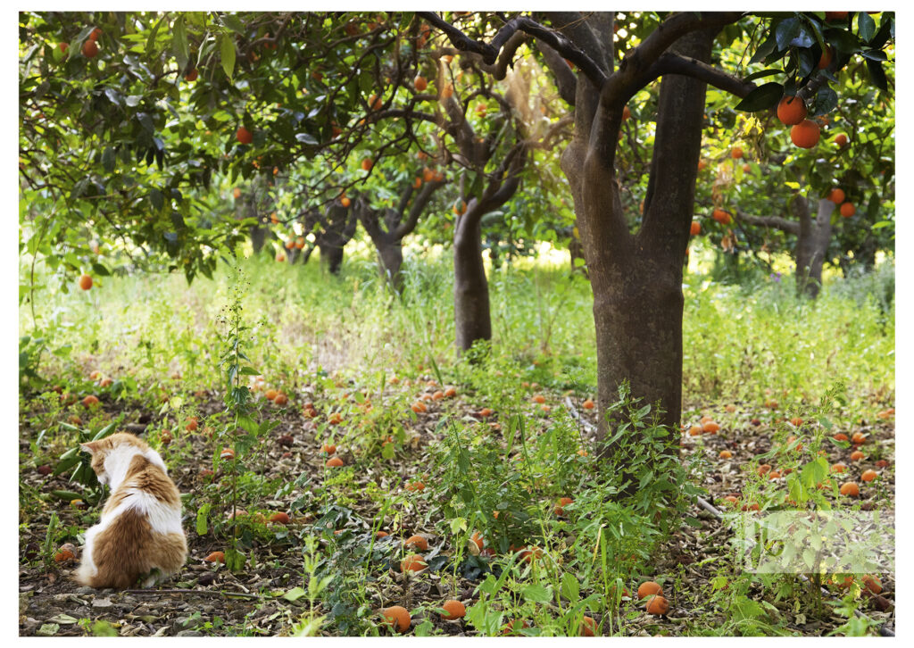 orangene Katze sitzt unter Orangenbäumen mit vielen Früchten, die teilweise hängen, teilweise auf dem Boden liegen und blickt scheinbar interessiert auf eine Orange vor ihr.