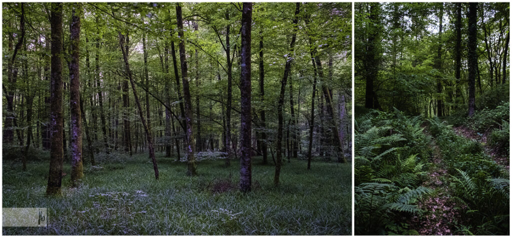 Wald in Schaffhausen