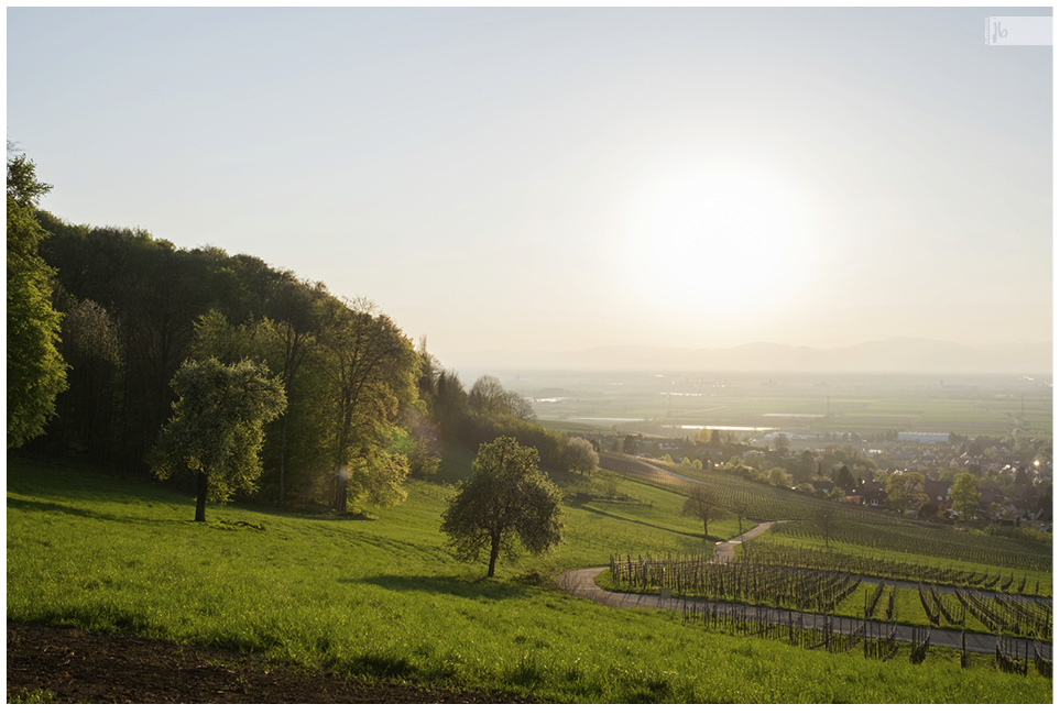 Blick über einen Weinberg im Elsass mit untergehender Sonne