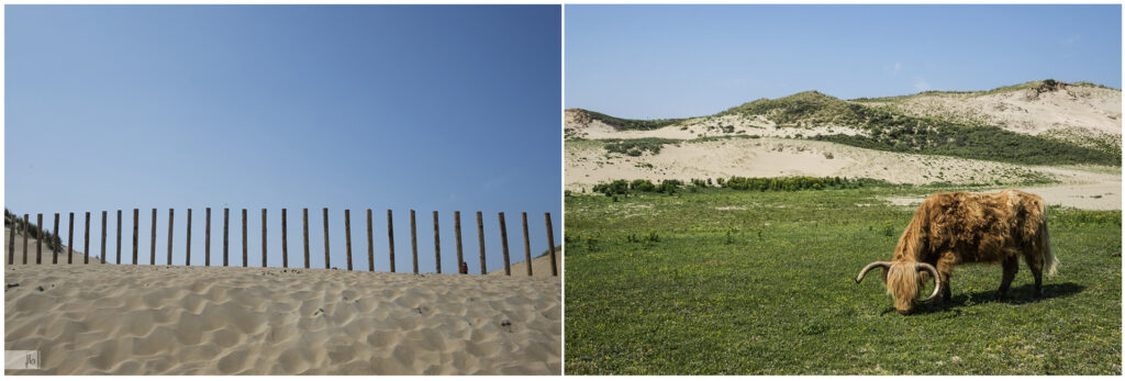 Landschaftsaufnahmen aus Holland mit Dünen, die durch Holzstämme vom Meer abgetrennt werden, damit die Bisons nicht zum Strand laufen, ein Bison grast vor der Düne