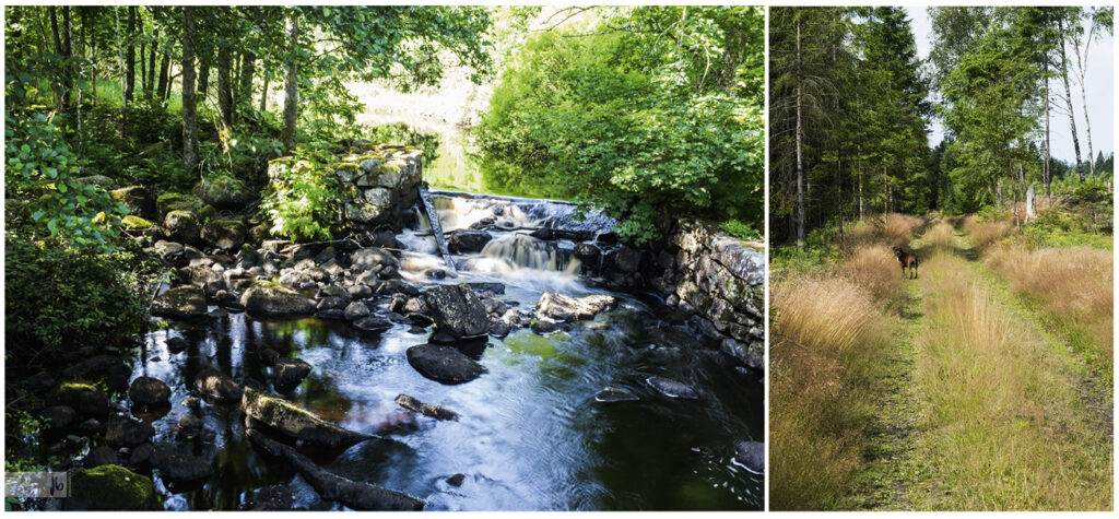 Landschaftsaufnahmen in Schweden mit dünnen Bäumen und immer Wasser in der Nähe, ein Hund steht am Wegrand