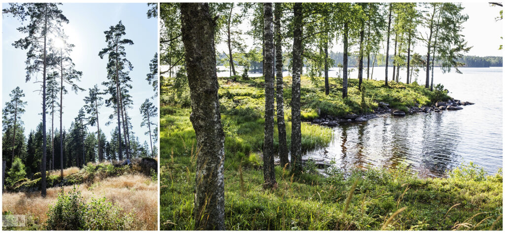 Landschaftsaufnahmen in Schweden mit dünnen Bäumen und immer ein See in der Nähe