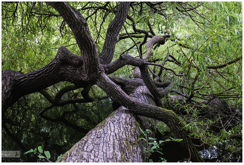 ein abgestürzter Baum liegt im Wasser und wächst weiter, seine Äste winden sich rundlich umeinander