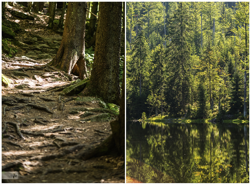 Details aus dem bayerischen Wald mit seinem schönen durchwurzeltem Waldboden und seinen grünen Nadelbäumen am See