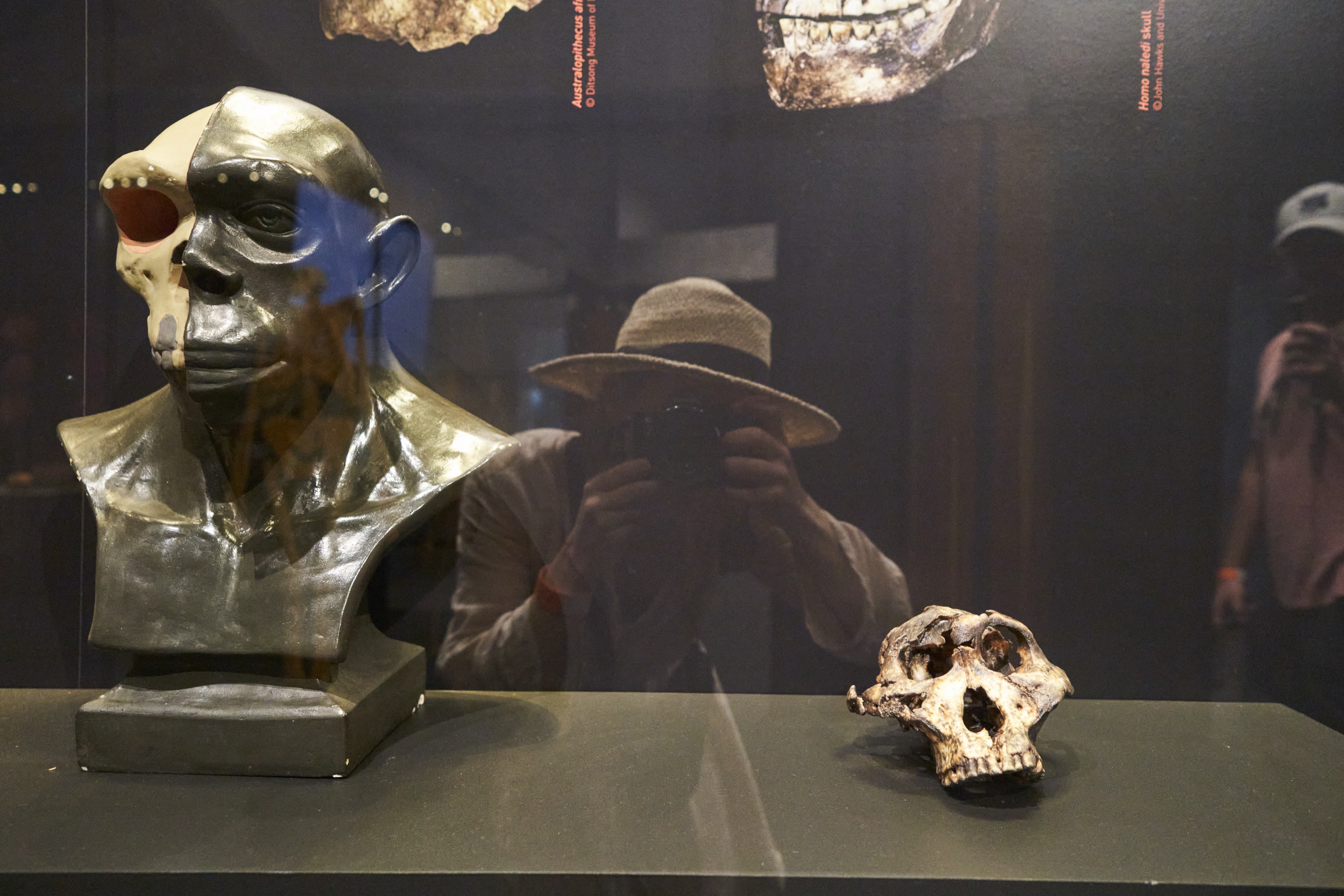 Exponate im Museum "Cradle of Humankind" in Südafrika