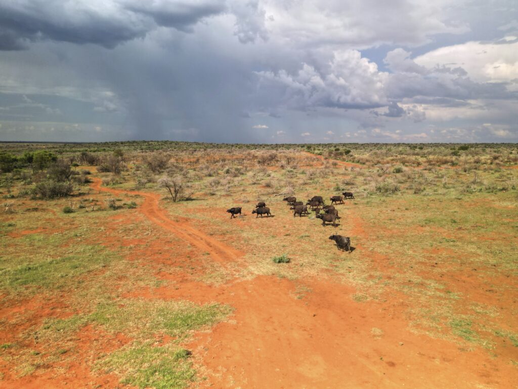 Luftbild von den Wasserbüffeln in der Morakane Safari Lodge, Kalahari, Südafrika