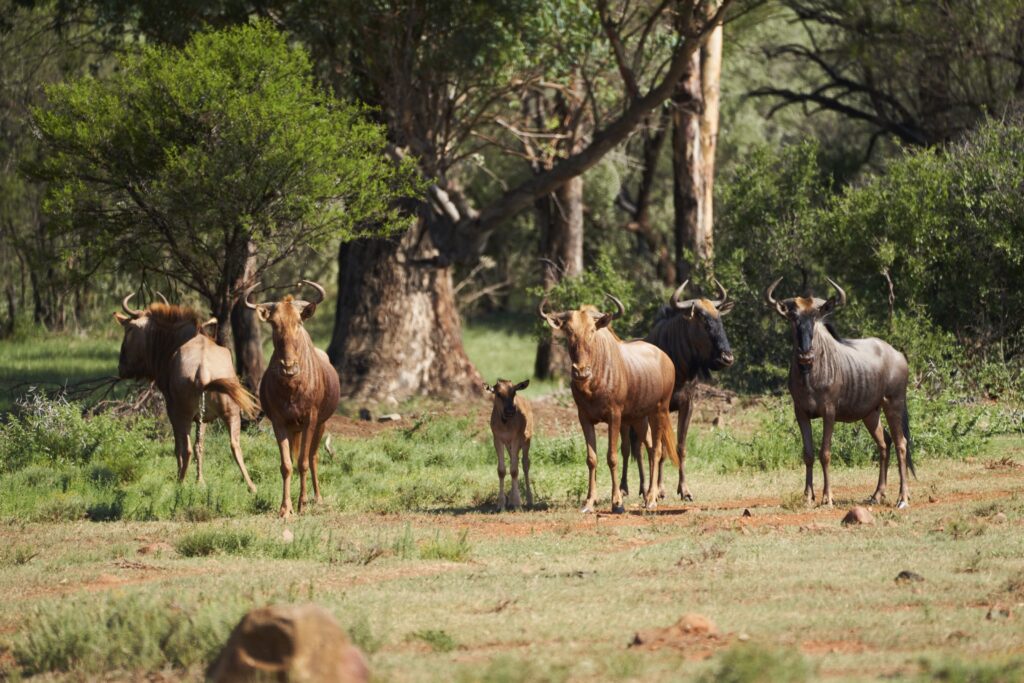 Wildebeast, Gnus in der Morakane Safari Lodge, Kalahari, Südafrika