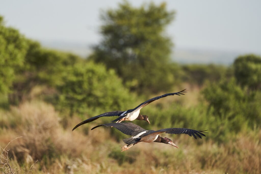 zwei große Vögel in der Morakane Safari Lodge, Kalahari, Südafrika