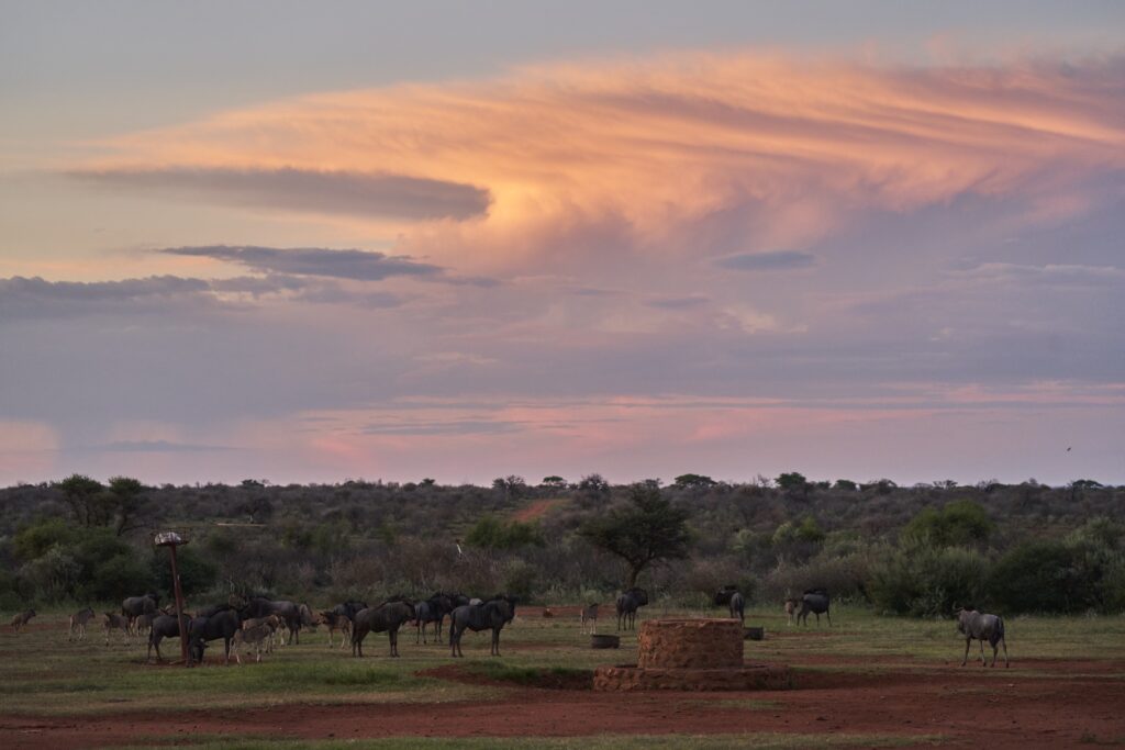 Das Wasserloch mit Büffeln in der Morakane Safari Lodge, Kalahari, Südafrika