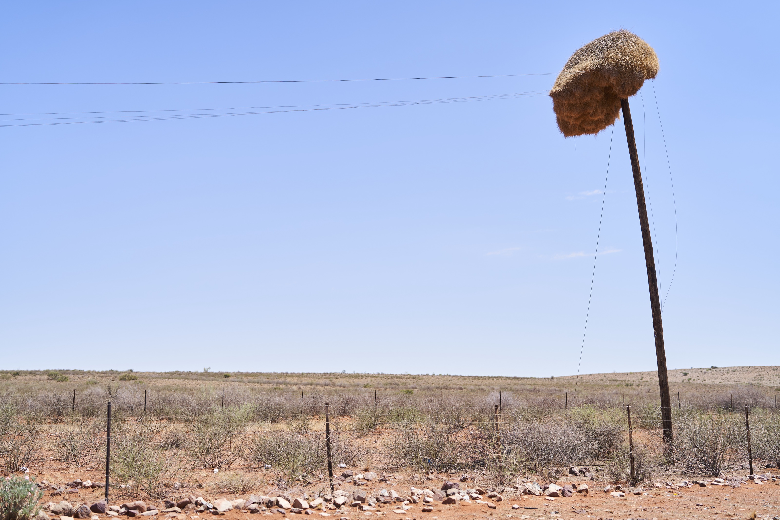 ein Vogelnest auf einem Strommast in der Kalahari in Südafrika
