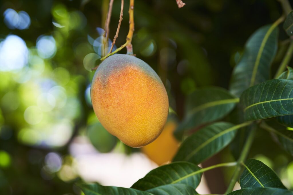 eine reife Mango am Baum in Südafrika