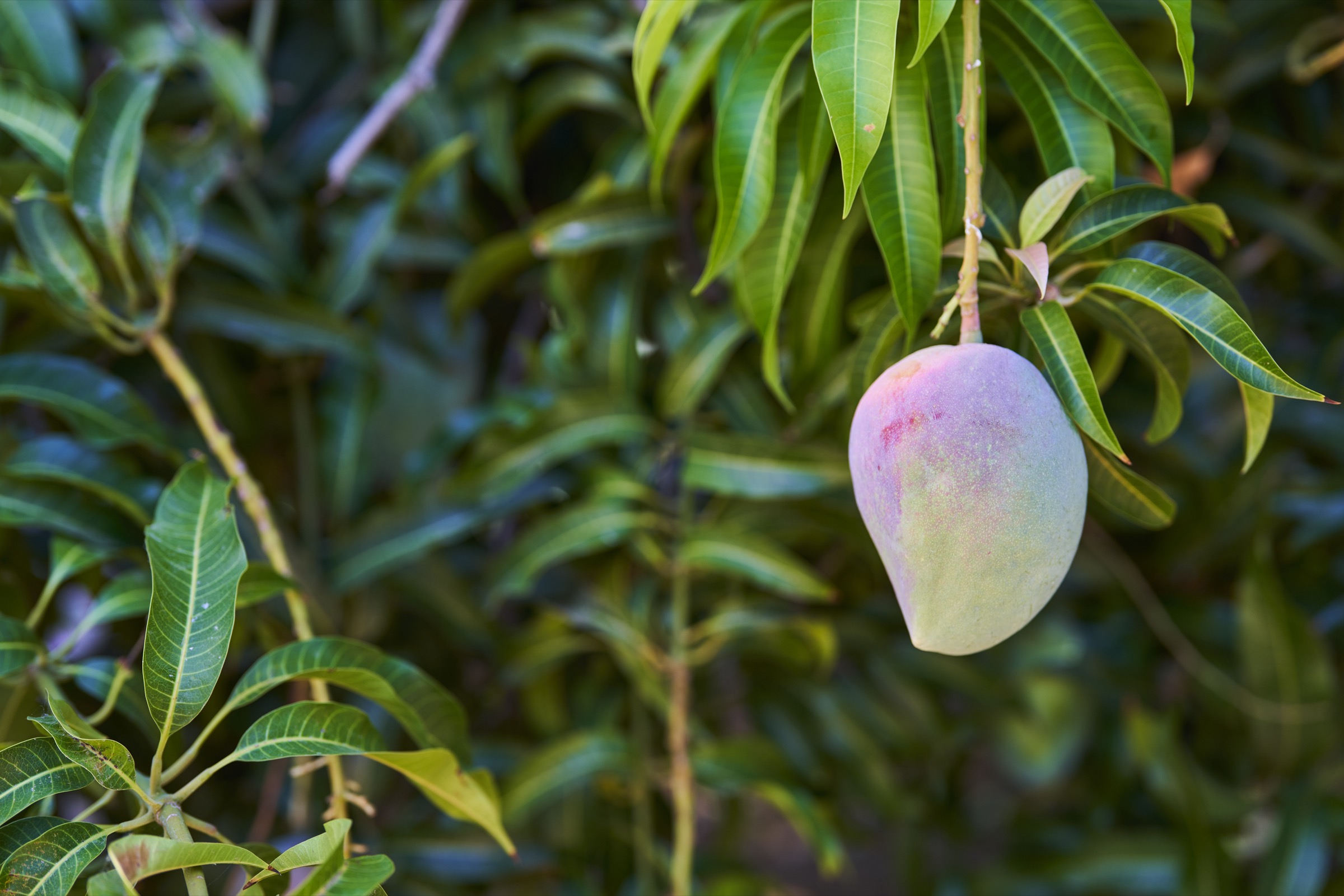 eine reife Mango am Baum in Südafrika