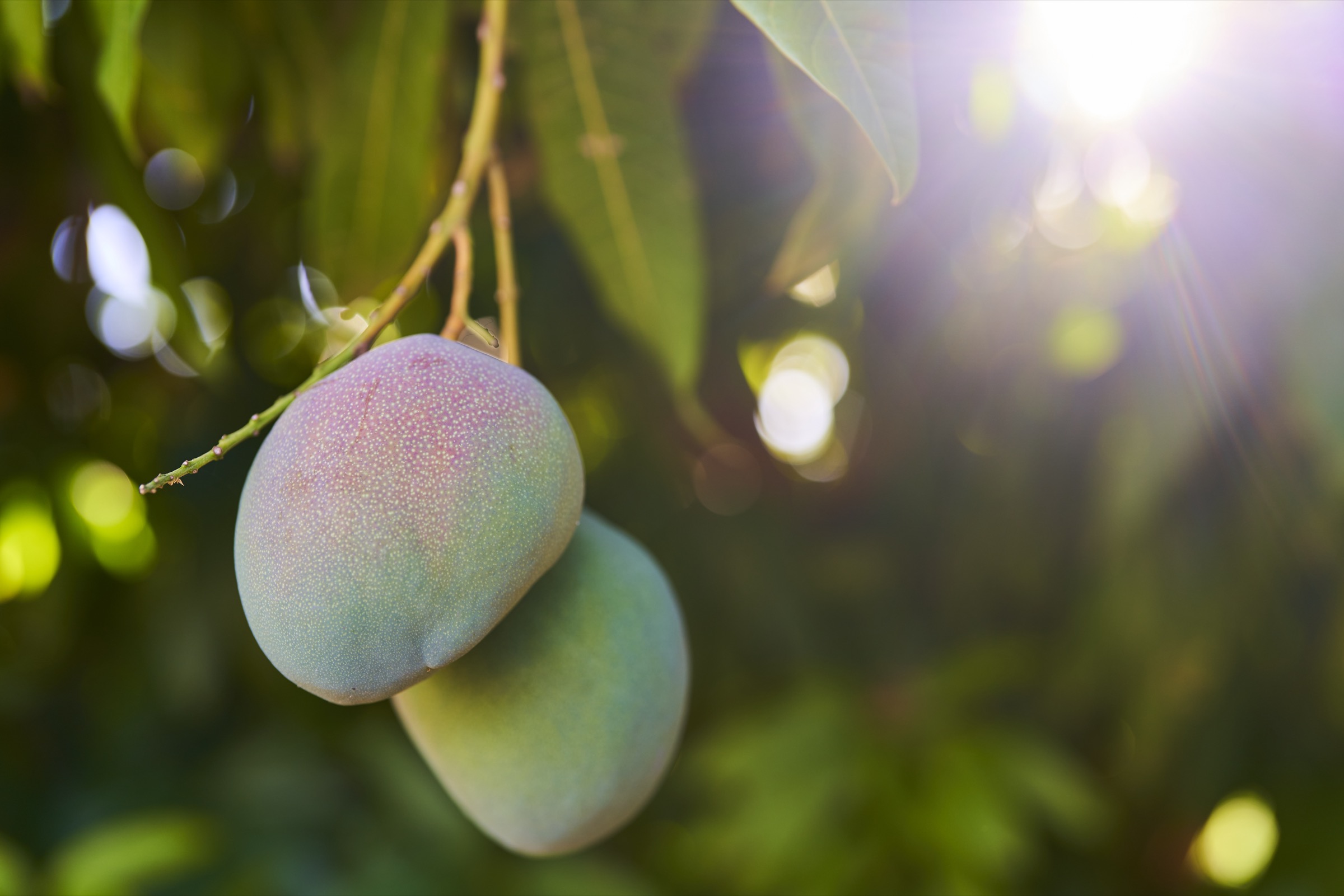 zwei reife Mangos am Baum in Südafrika