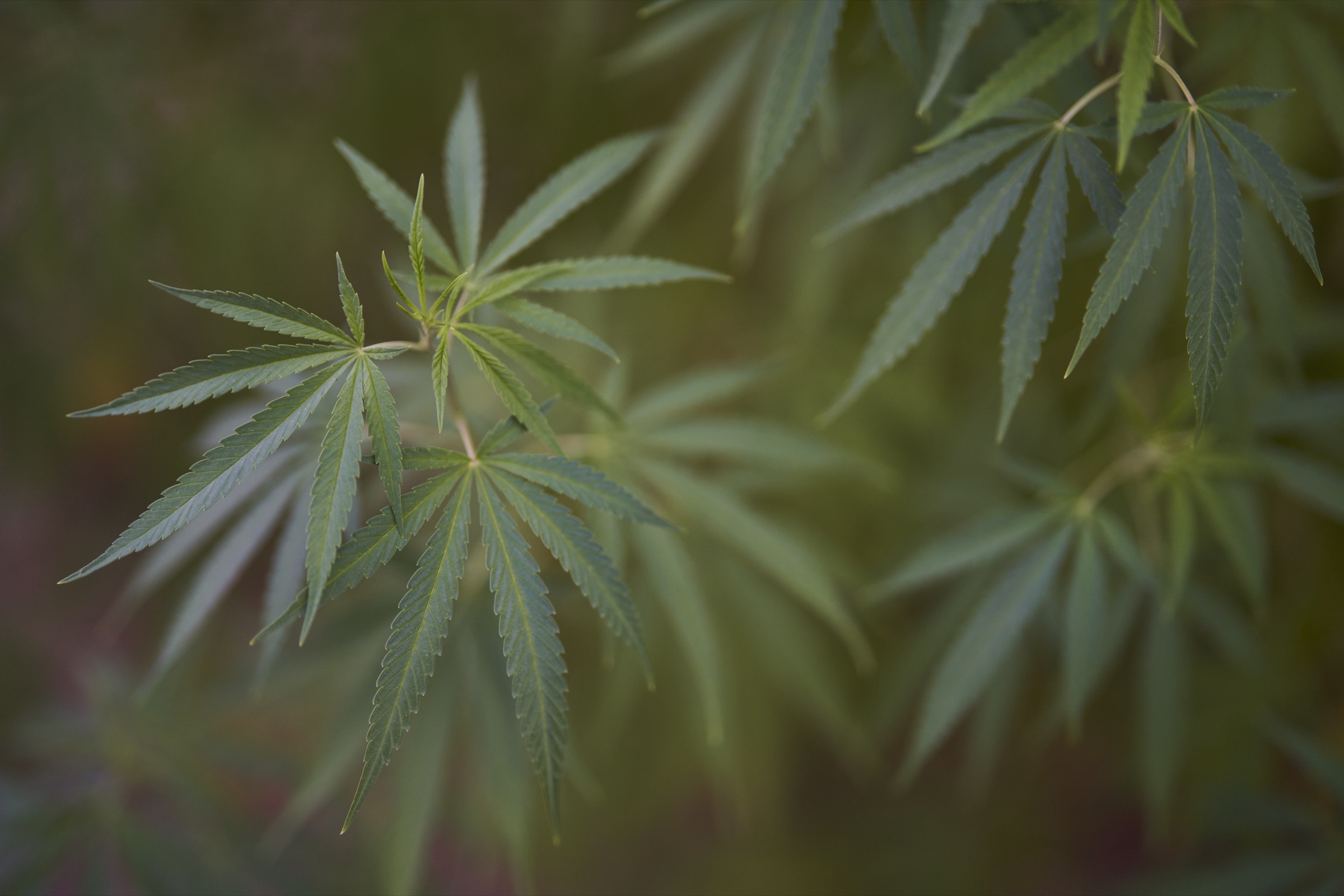 Marihuana