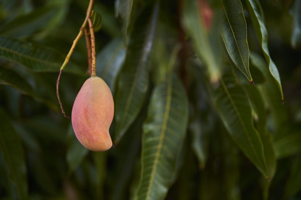 eine reife Mango am Baum in Südafrika