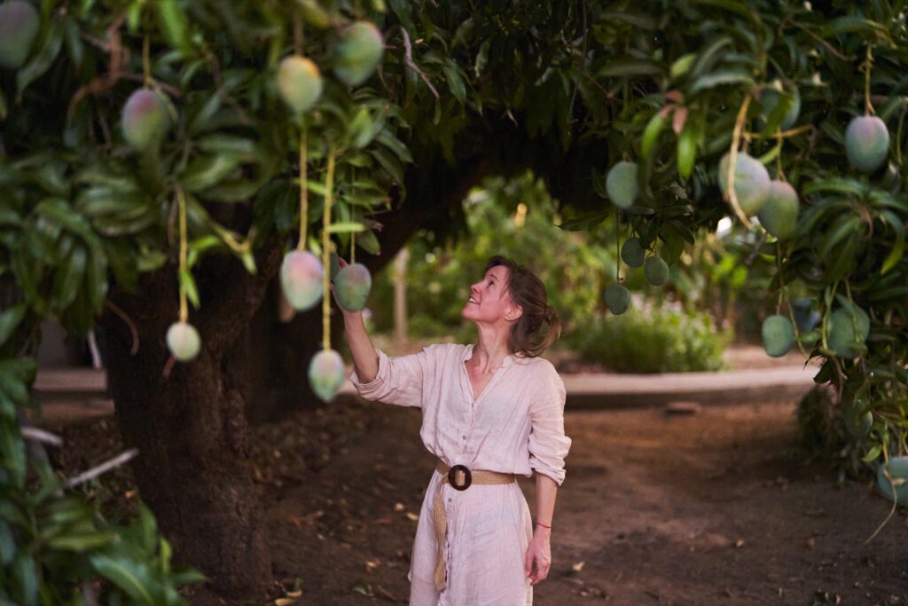 viele reife Mangos am Baum in Südafrika
